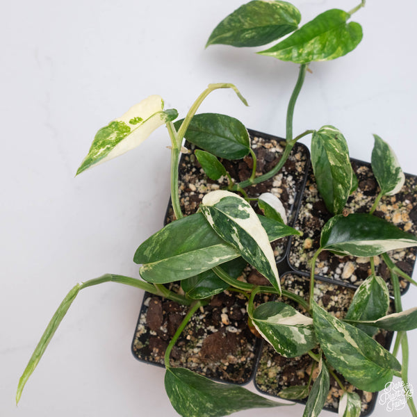 Epipremnum pinnatum albo variegated *Grower's choice*