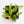 Load image into Gallery viewer, Monstera adansonii aurea variegated starter &#39; *Grower&#39;s choice*
