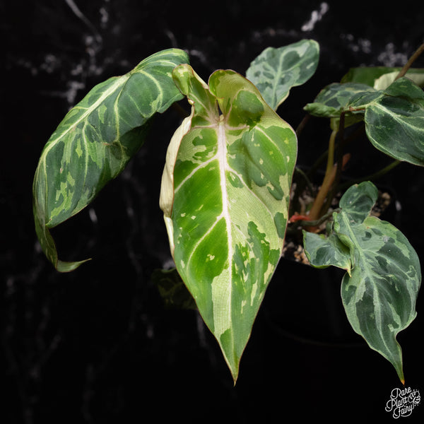 Philodendron gloriosum 'Snow Leopard' variegated *Type 3* *Grower's Ch –  Rare Plant Fairy