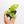 Load image into Gallery viewer, Monstera adansonii aurea variegated starter &#39; *Grower&#39;s choice*
