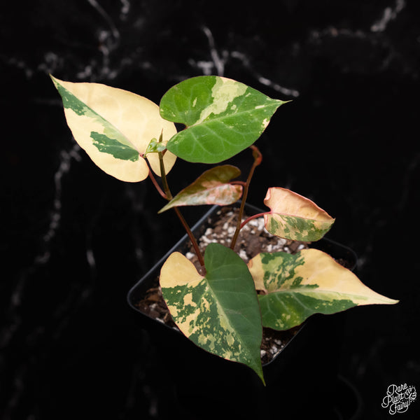 Fallopia multiflora variegated *Grower's Choice* – Rare Plant Fairy