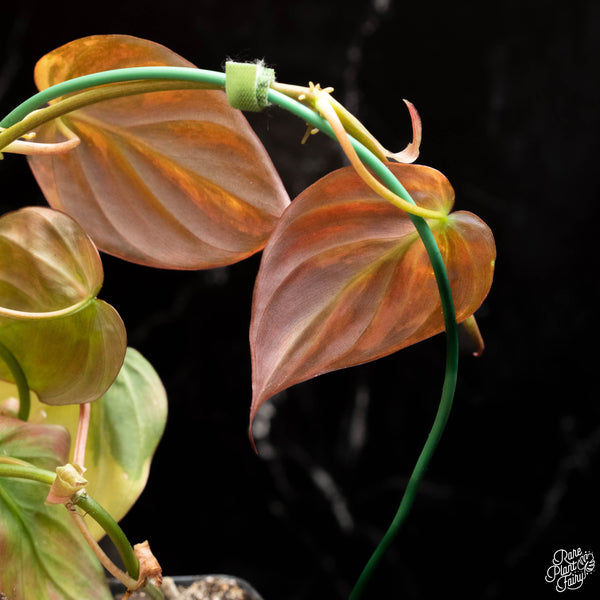 Philodendron micans aurea variegated (B17)