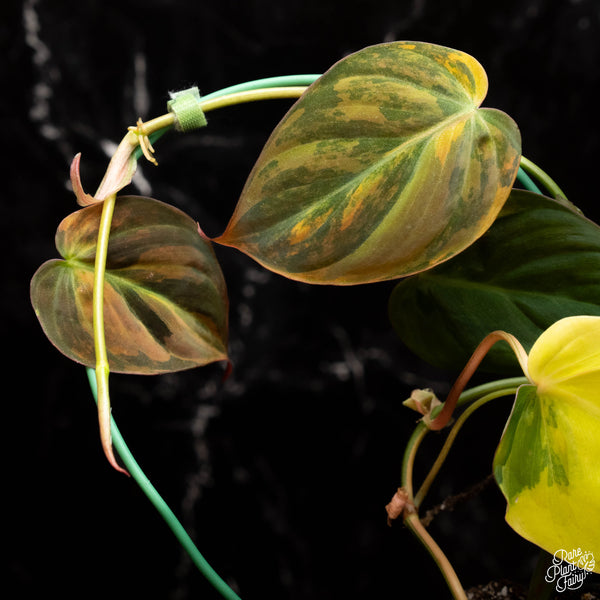 Philodendron micans aurea variegated (B17)