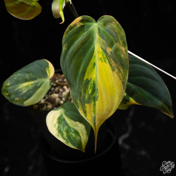 Philodendron micans aurea variegated (C17)