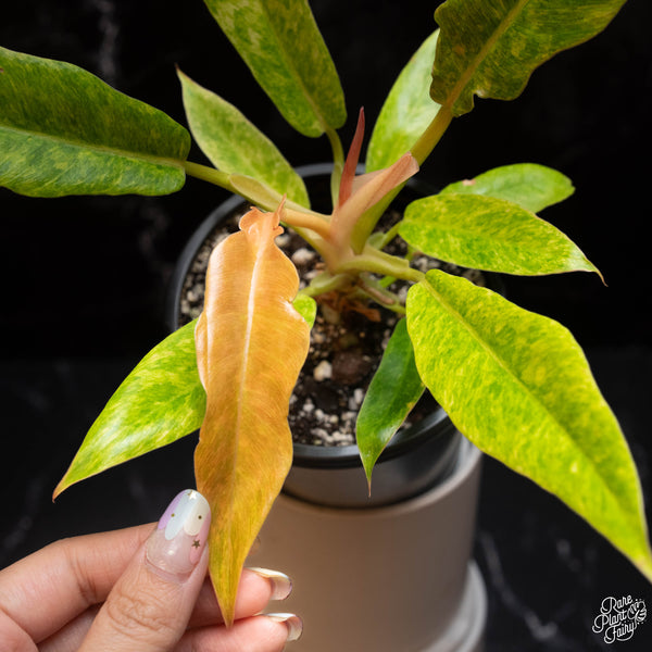 Philodendron 'Golden Crocodile' "Marble" (A03)