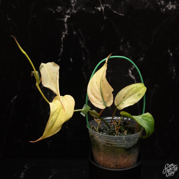 Philodendron micans mint variegated (E17)
