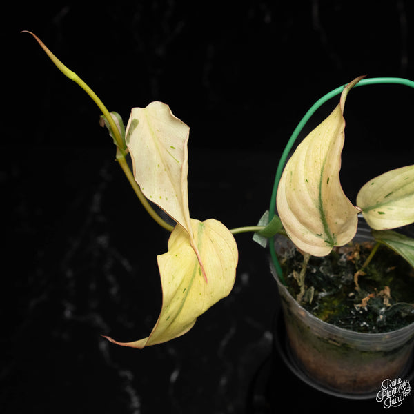 Philodendron micans mint variegated (E17)