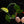 Load image into Gallery viewer, Scindapsus &#39;Jade Satin&#39; aurea variegated (B17)
