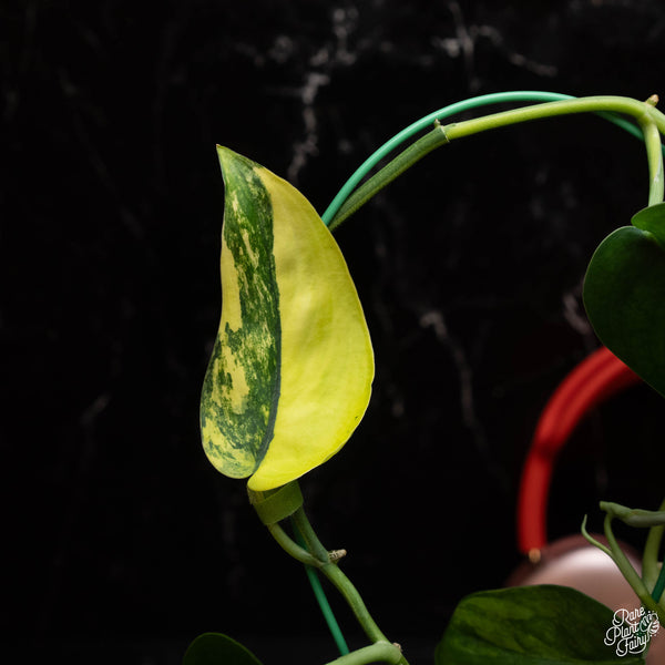 Scindapsus 'Jade Satin' aurea variegated (B17)