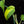Load image into Gallery viewer, Scindapsus &#39;Jade Satin&#39; aurea variegated (D17)
