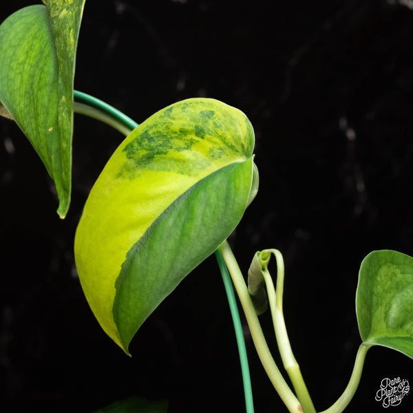 Scindapsus 'Jade Satin' aurea variegated (D17)
