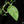 Load image into Gallery viewer, Scindapsus &#39;Jade Satin&#39; aurea variegated (D17)
