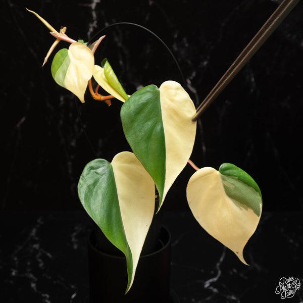 Philodendron hederaceum albo variegated heartleaf (A17)