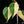 Load image into Gallery viewer, Philodendron hederaceum albo variegated heartleaf (A17)
