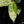 Load image into Gallery viewer, Alocasia &#39;Dragon Scale&#39; mint variegated (A17)
