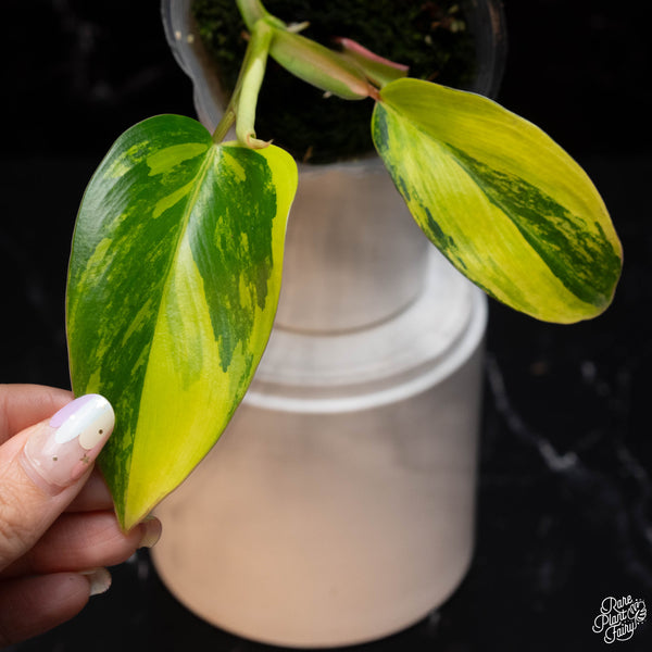 Philodendron 'Emerald Queen' variegated (A03)