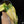 Load image into Gallery viewer, Schismatoglottis wallichii variegated (A03)
