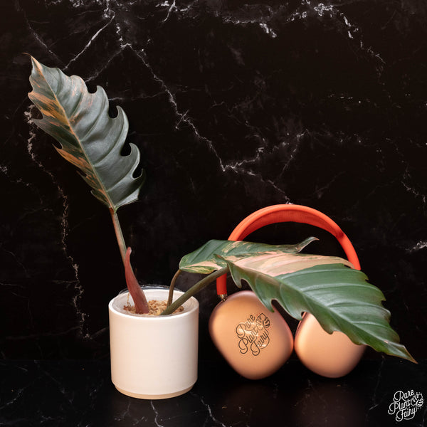 Philodendron 'Caramel Marble' (B03)
