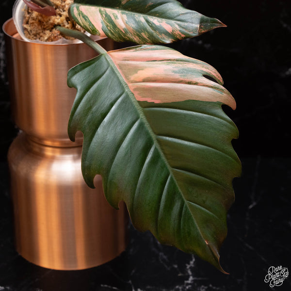 Philodendron 'Caramel Marble' (B03)