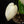 Load image into Gallery viewer, Monstera deliciosa albo variegated (small form/borsigiana) (A17)
