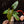 Load image into Gallery viewer, Anthurium nigrolaminum x portillae (A03)

