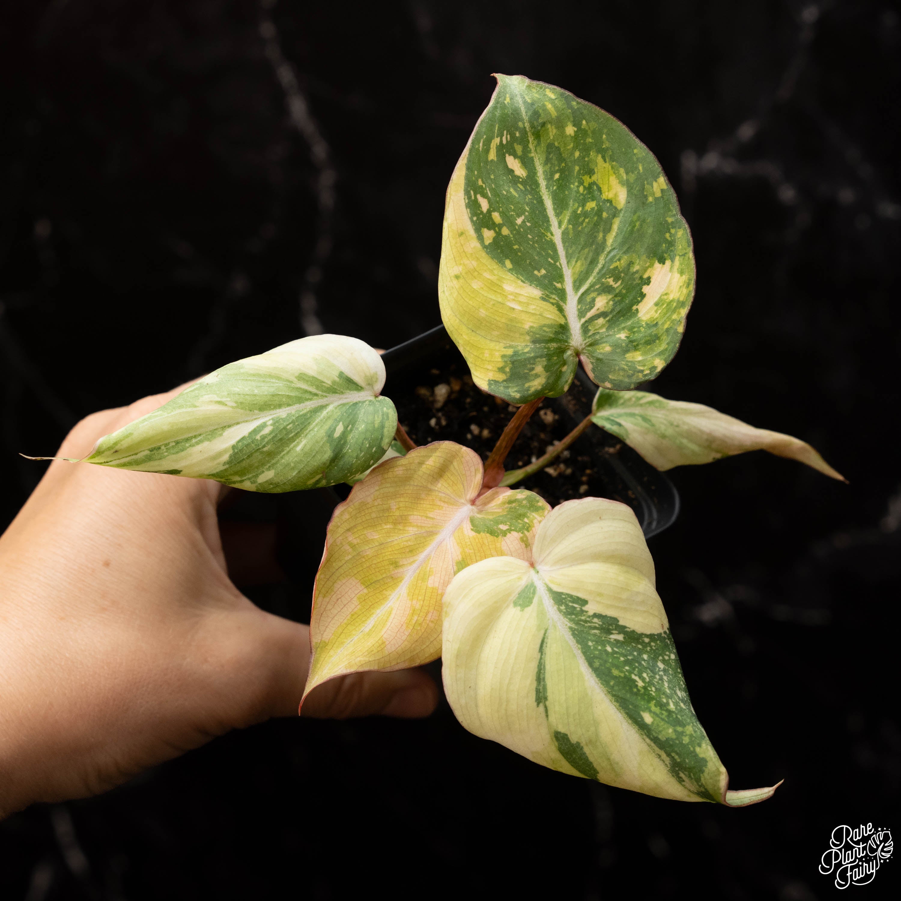 rare philodendron types Philodendron gloriosum variegated *Type 2* *Grower's Choice* – Rare Plant Fairy