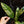 Load image into Gallery viewer, Epipremnum giganteum variegated (A03) *large leaves*
