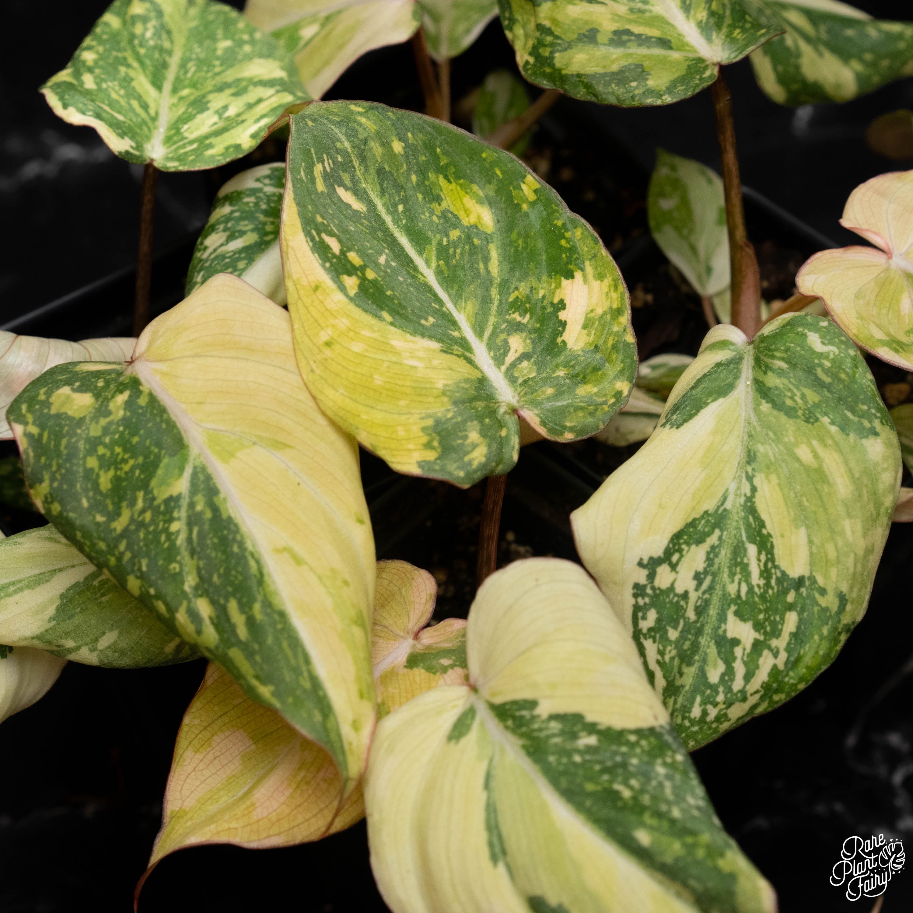 philodendron glori Philodendron gloriosum variegated *Type 2* *Grower's Choice* – Rare Plant Fairy