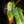 Load image into Gallery viewer, Epipremnum giganteum variegated (A03) *large leaves*
