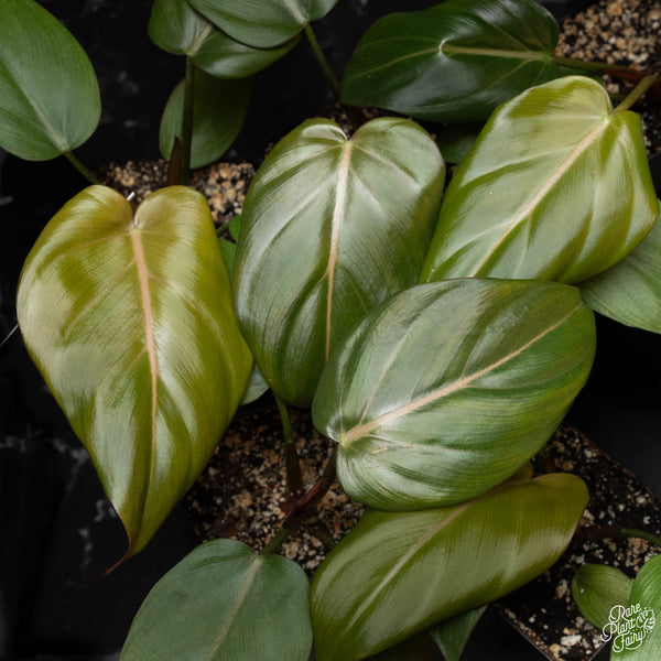 Philodendron 'Summer Glory' *Growers choice*