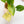 Load image into Gallery viewer, Alocasia gageana aurea variegated (40B)
