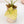 Load image into Gallery viewer, Alocasia gageana aurea variegated (40B)
