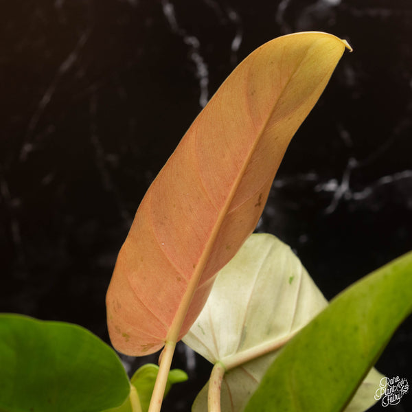 Philodendron 'Whipple Way' (A03) *Thai clone*