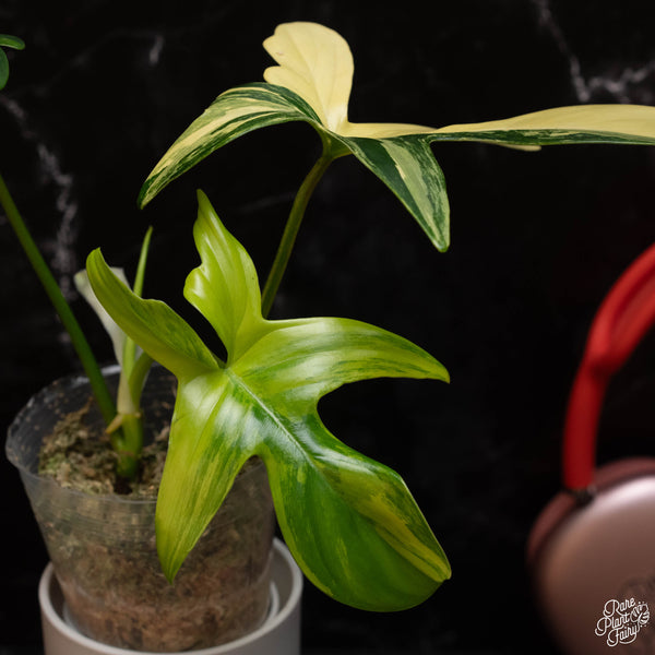 Philodendron pedatum variegated (A04)