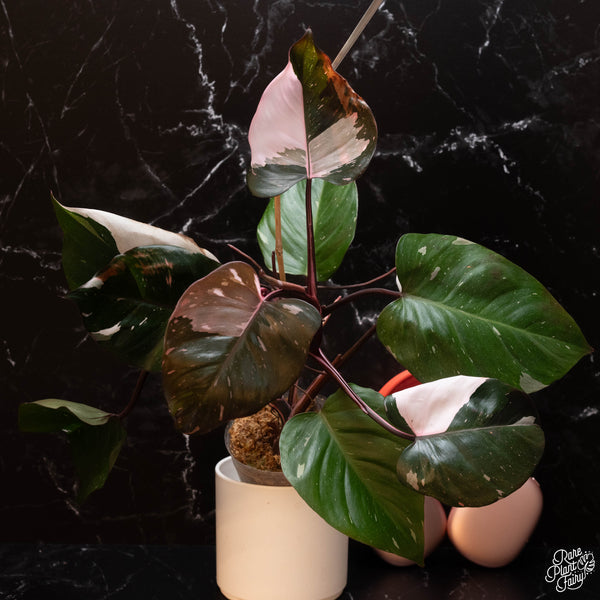 Philodendron 'Red Anderson' (A04)