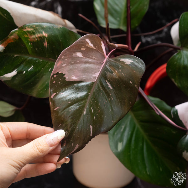 Philodendron 'Red Anderson' (A04)