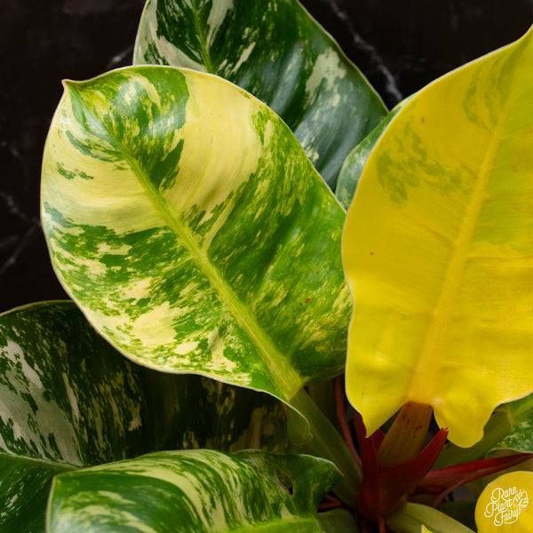 Philodendron 'Moonlight' variegated (A04)