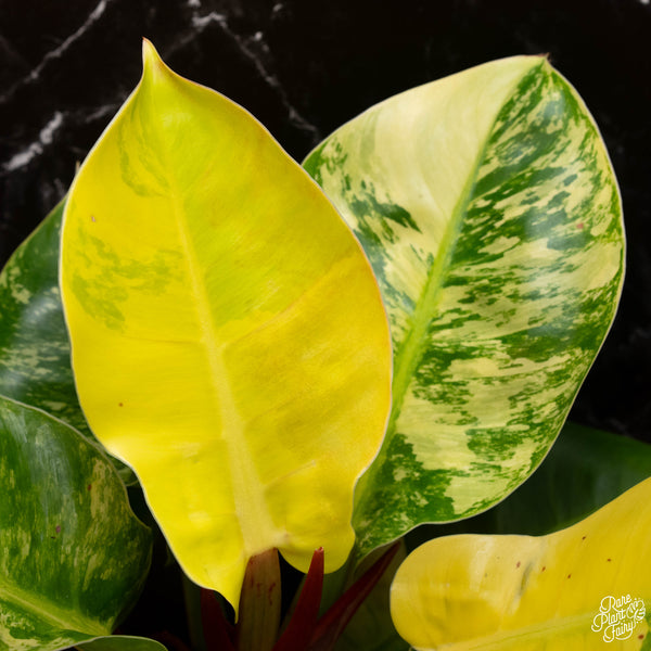 Philodendron 'Moonlight' variegated (A04)