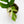 Load image into Gallery viewer, Rhaphidophora tetrasperma albo variegated (40B)
