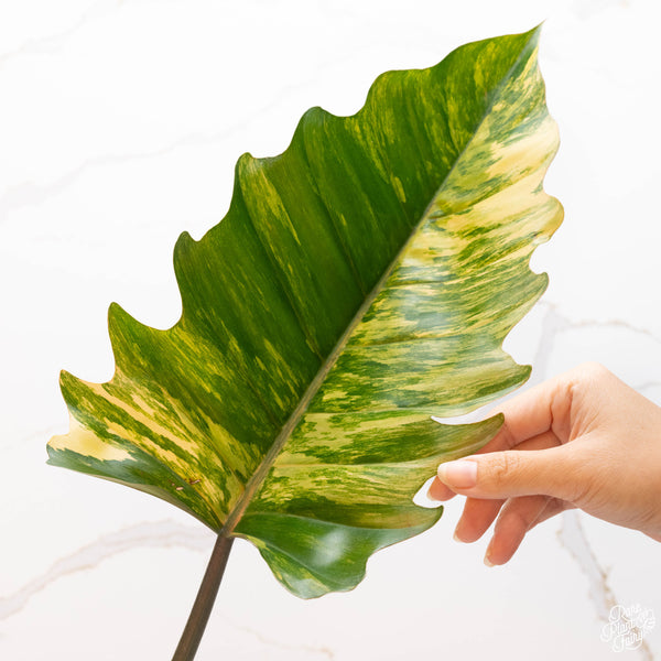 Philodendron 'Caramel Marble' (40A) *large leaves*