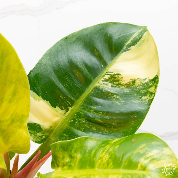 Philodendron 'Moonlight' variegated (40A)