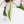 Load image into Gallery viewer, Philodendron joepii green-on-green variegated (40A)
