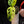 Load image into Gallery viewer, Monstera adansonii aurea variegated (B04)
