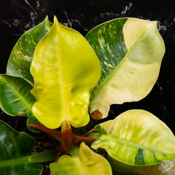 Philodendron Moonlight variegated (A18)