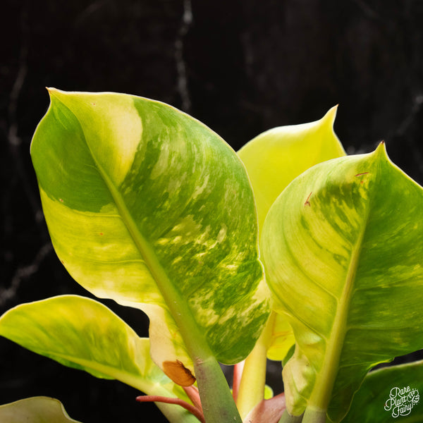 Philodendron Moonlight variegated (A18)