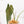 Load image into Gallery viewer, Philodendron spiritus sancti (40A)
