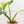 Load image into Gallery viewer, Philodendron domesticum variegated (40B)
