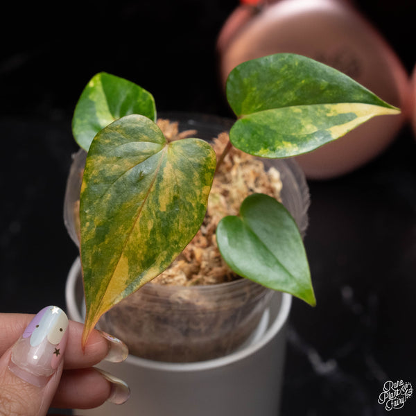 Anthurium andraeanum variegated hybrid (A04)