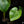 Load image into Gallery viewer, Philodendron Ricardoi *Grower&#39;s choice*
