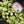 Load image into Gallery viewer, Hoya heuschkeliana inner variegated  *Grower&#39;s Choice*
